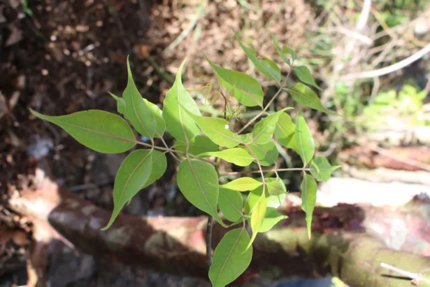 Kilimaram (Commiphora caudata) – Rare Ayurvedic tree with powerful medicinal properties and traditional healing uses
