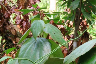 Maramanjal plant (Coscinium fenestratum) – Ayurvedic medicinal vine with bright yellow stem used in herbal remedies for diabetes, infections, and inflammation