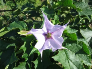 Ummam (Datura stramonium) – Ayurvedic medicinal plant with anti-inflammatory properties, traditional healing uses and natural health benefits