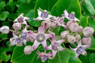 Medicinal herb Erukku (Calotropis gigantea)