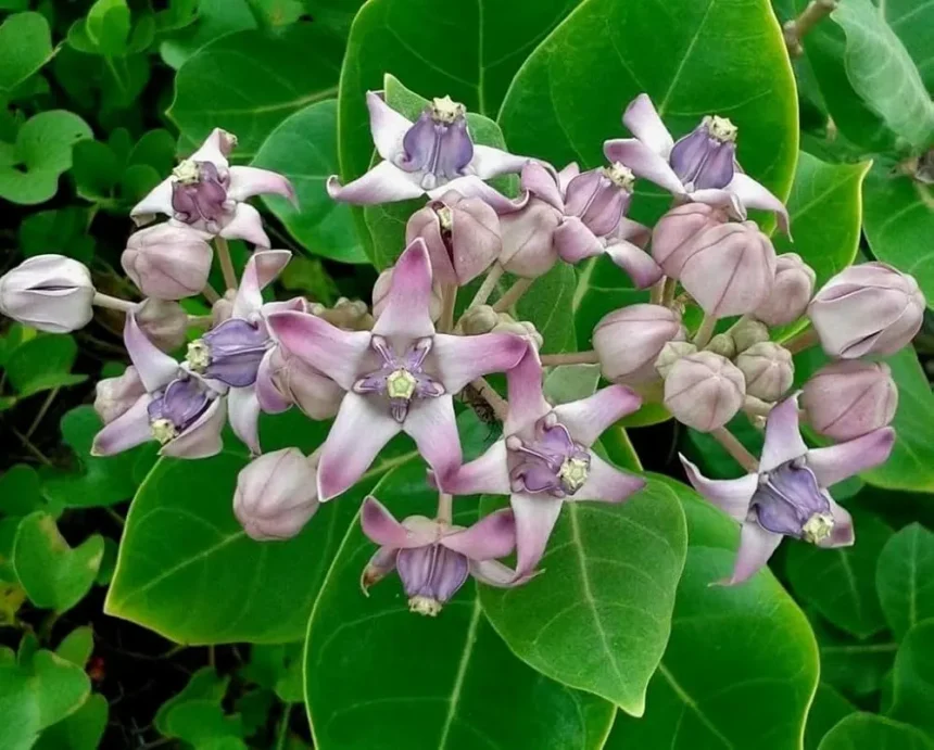 Medicinal herb Erukku (Calotropis gigantea)