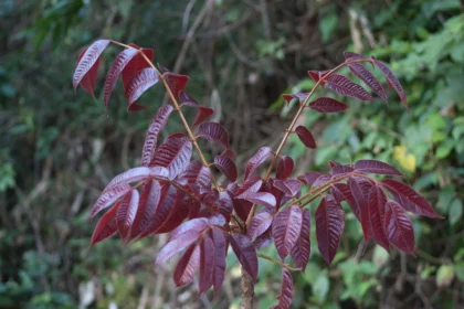 Karutha Kundirikkam (Canarium strictum) – Traditional Ayurvedic Herb from Kerala with Medicinal Properties