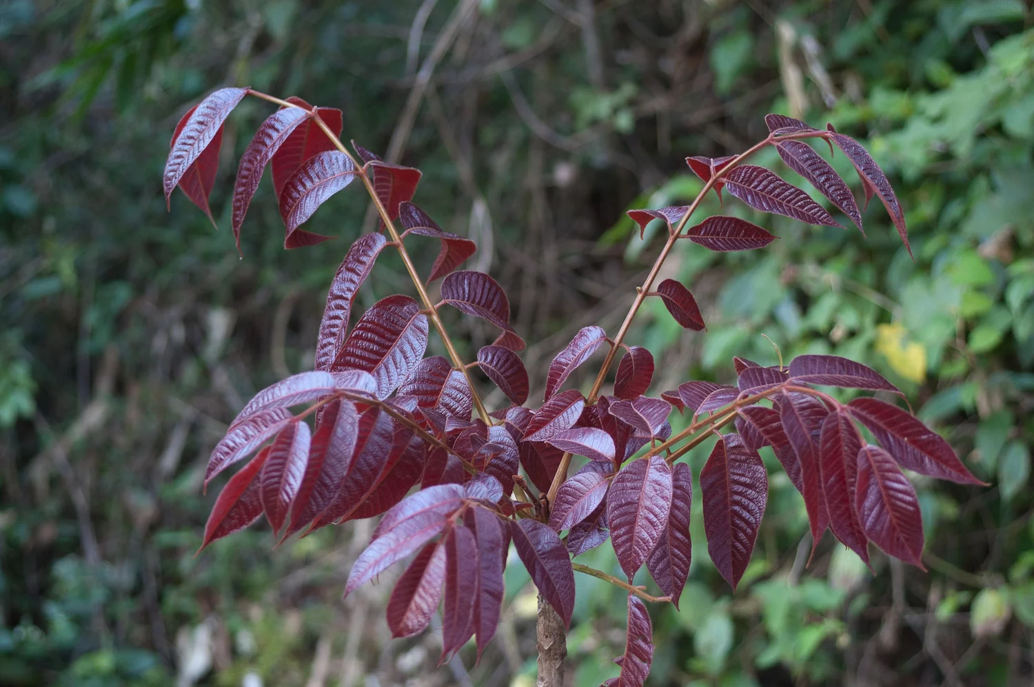 Karutha Kundirikkam (Canarium strictum) – Traditional Ayurvedic Herb from Kerala with Medicinal Properties