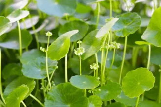 Kodangal (Centella asiatica) – medicinal herb with round green leaves used in Ayurveda and skincare