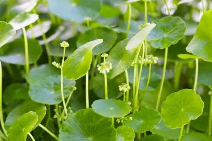 Kodangal (Centella asiatica) – medicinal herb with round green leaves used in Ayurveda and skincare