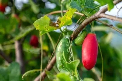 Kova (Coccinia grandis) Ayurvedic medicinal plant for natural diabetes control, digestion support, and holistic wellness