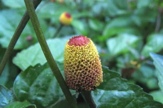 Kuppamanjal (Acmella oleracea) plant with yellow flower bud used for toothache and oral care in Ayurveda