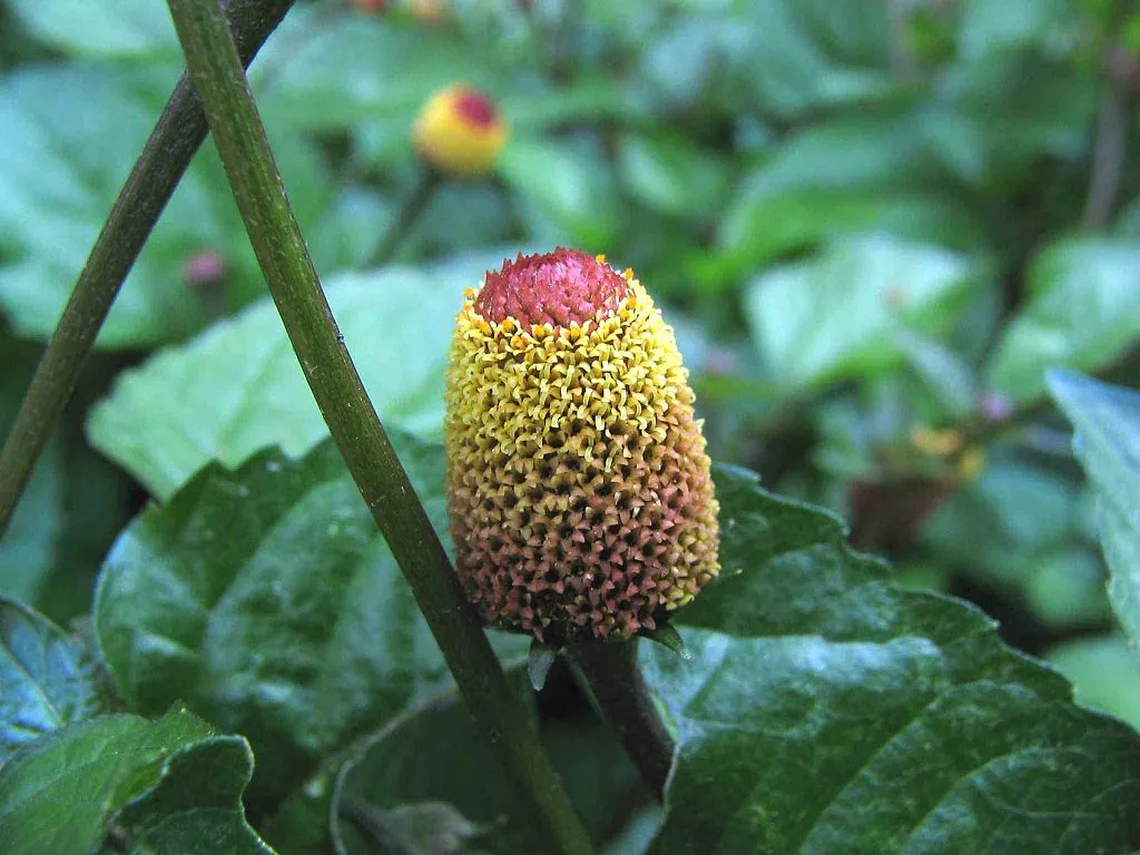 Kuppamanjal (Acmella oleracea) plant with yellow flower bud used for toothache and oral care in Ayurveda