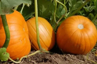 Mathanga (Cucurbita maxima) – Ayurvedic medicinal vegetable rich in nutrients, health benefits, and traditional uses