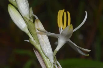 Musli (Chlorophytum arundinaceum) Ayurvedic strength herb