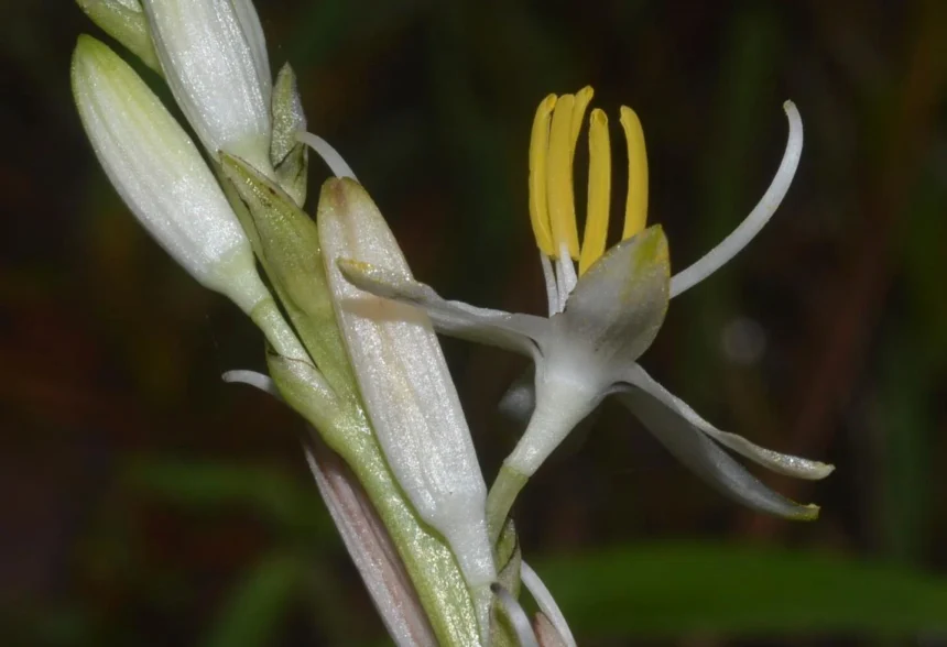 Musli (Chlorophytum arundinaceum) Ayurvedic strength herb