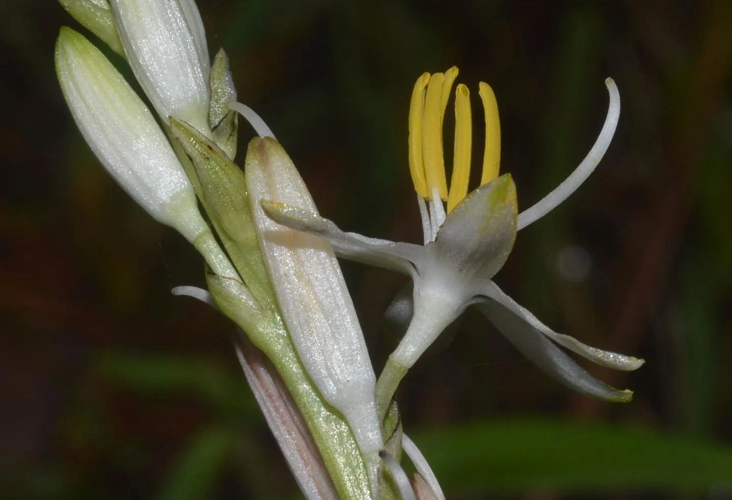 Musli (Chlorophytum arundinaceum) Ayurvedic strength herb