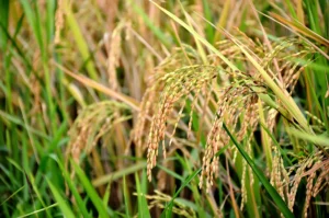 Nellu (Oryza sativa) – Green paddy field with ripening rice plants in Kerala agriculture