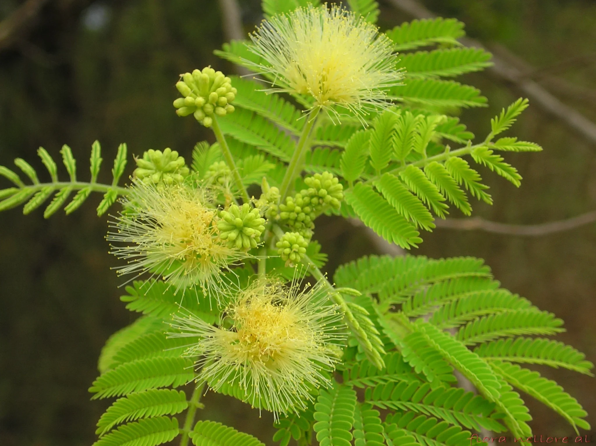 Nenmaneevaka (Albizia amara) medicinal properties and environmental significance in Ayurveda