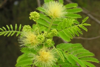 Nenmaneevaka (Albizia amara) medicinal properties and environmental significance in Ayurveda