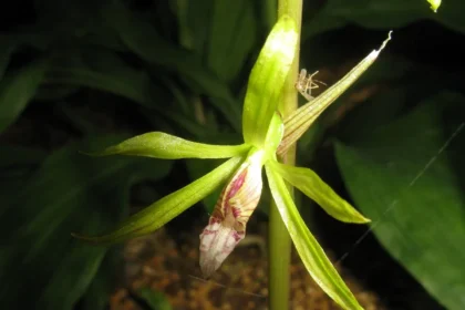 Neelathamara (Nervilia plicata) – Rare forest orchid with folded heart-shaped leaf and delicate pale pink bloom