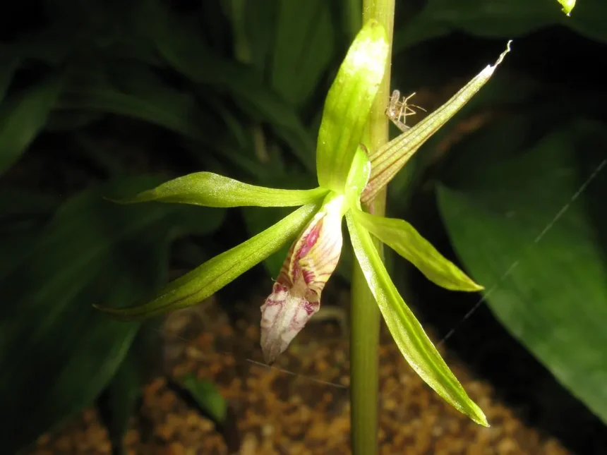 Neelathamara (Nervilia plicata) – Rare forest orchid with folded heart-shaped leaf and delicate pale pink bloom