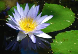 Ambal (Nymphaea nouchali) floating on water with star-shaped violet-blue petals and green lily pads