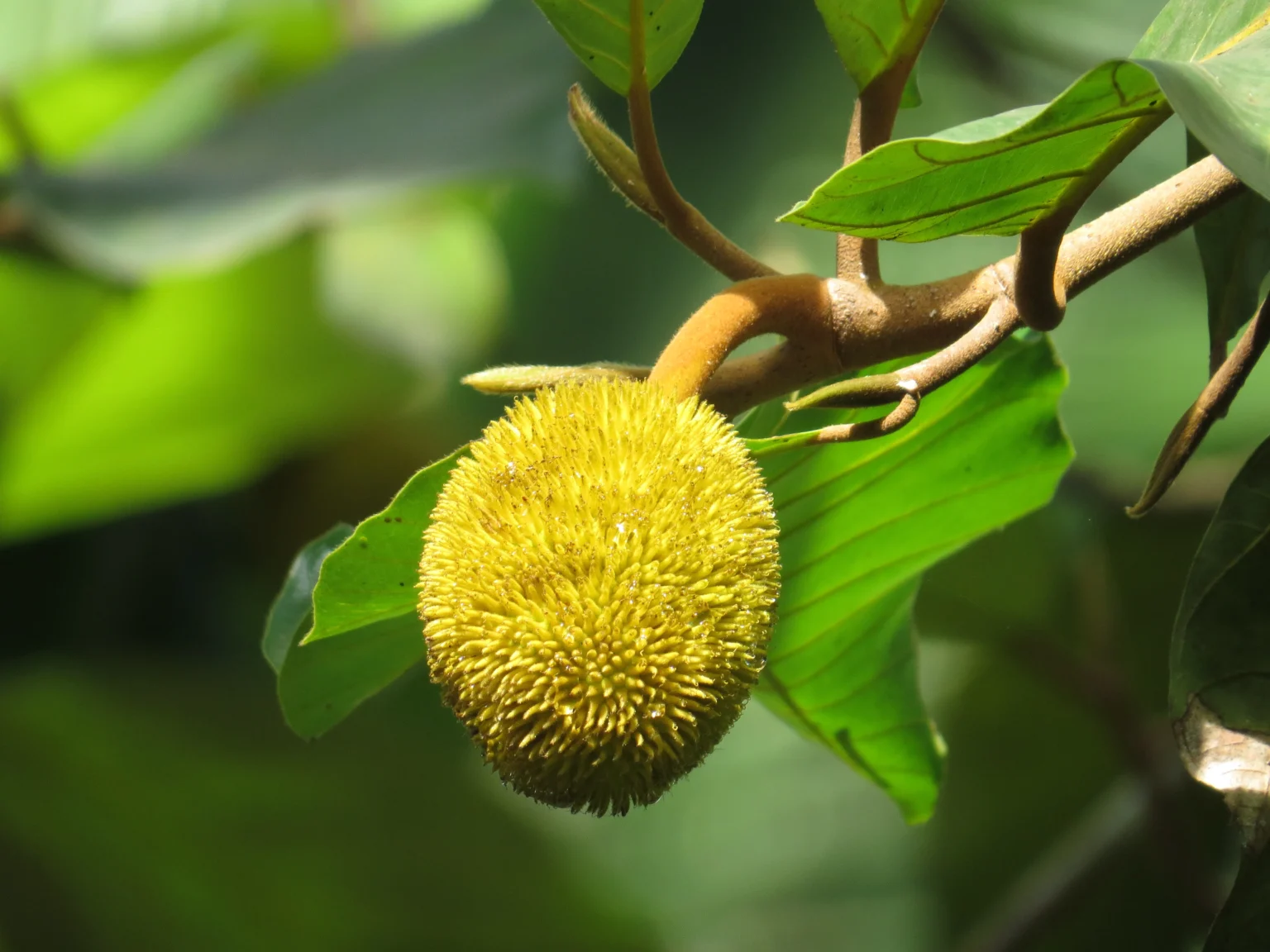 Ripe Aanjili fruit (Artocarpus hirsutus) hanging from tree in Kerala forest