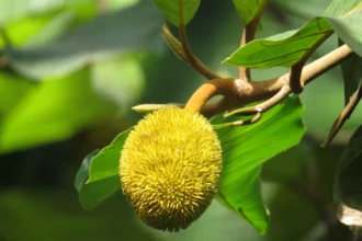 Ripe Aanjili fruit (Artocarpus hirsutus) hanging from tree in Kerala forest