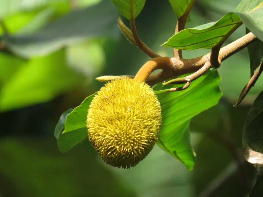 Ripe Aanjili fruit (Artocarpus hirsutus) hanging from tree in Kerala forest