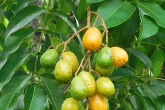 Ambazhom-Spondias pinnata-Ripening fruit bunch – green to yellow-orange fruits starting to mature