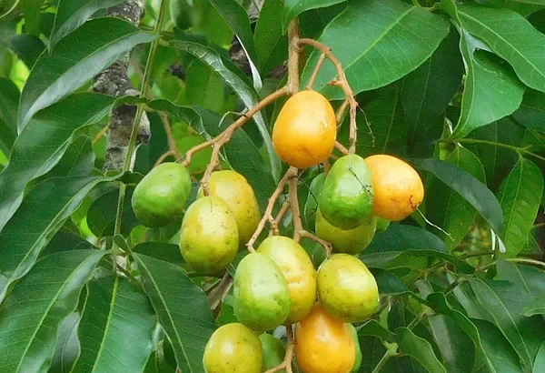 Ambazhom-Spondias pinnata-Ripening fruit bunch – green to yellow-orange fruits starting to mature