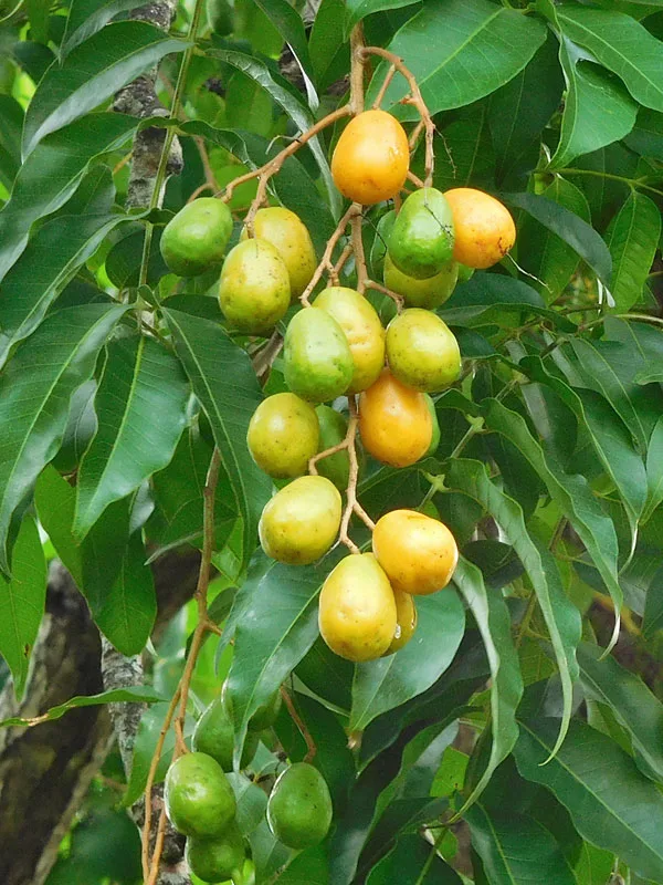 Ambazhom-Spondias pinnata-Ripening fruit bunch – green to yellow-orange fruits starting to mature