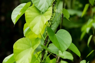 Tinospora cordifolia (Amruth) climbing herb with heart-shaped green leaves on a woody stem, known for its powerful immunity-boosting properties in Ayurveda
