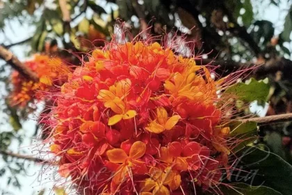 Ashokam tree (Saraca asoca) with vibrant orange-red flowers and dense green foliage