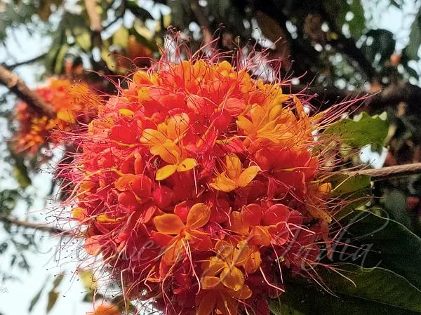Ashokam tree (Saraca asoca) with vibrant orange-red flowers and dense green foliage