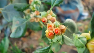 Ashwagandha (Withania somnifera) – A Prominent Medicinal Plant