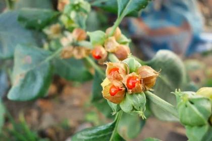 Ashwagandha (Withania somnifera) – A Prominent Medicinal Plant