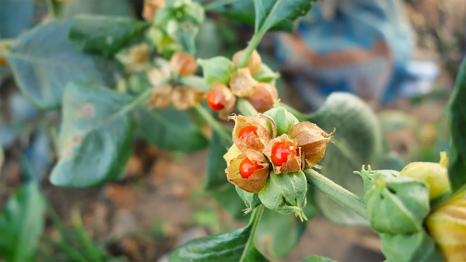Ashwagandha (Withania somnifera) – A Prominent Medicinal Plant