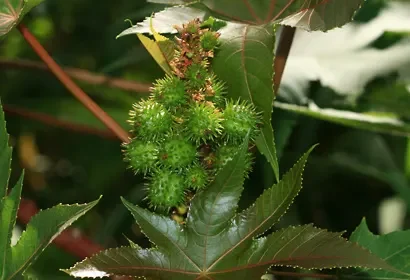 Avanak (Ricinus communis) plant with green palmately lobed leaves and developing seed capsules — medicinal and industrial uses