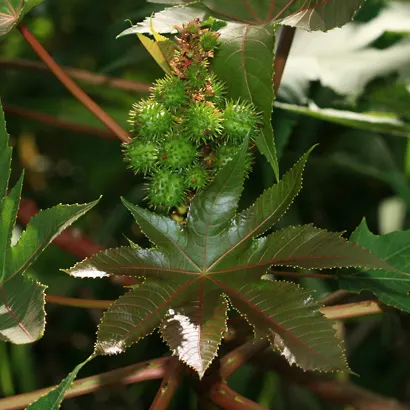 Avanak (Ricinus communis) plant with green palmately lobed leaves and developing seed capsules — medicinal and industrial uses