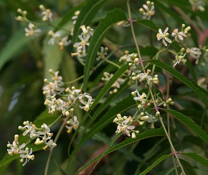 Azadirachta Indica (Aaryaveppu) tree with lush green leaves – medicinal neem tree in Kerala used in Ayurveda