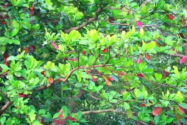 Badam (Terminalia catappa) tree with green foliage in tropical environment