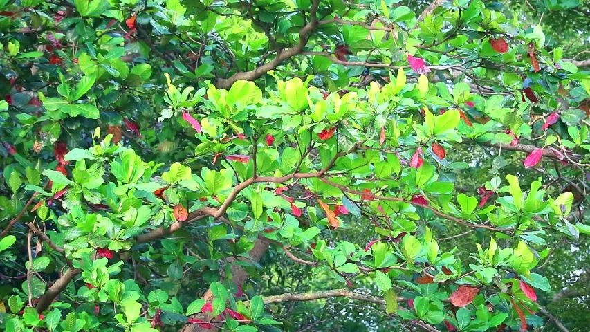 Badam (Terminalia catappa) tree with green foliage in tropical environment