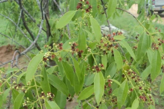 Chandanam (Santalum album) tree with green leaves in natural habitat