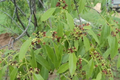 Chandanam (Santalum album) tree with green leaves in natural habitat