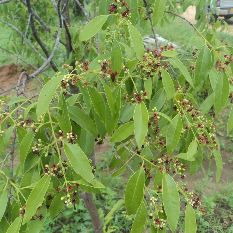 Chandanam (Santalum album) tree with green leaves in natural habitat