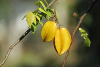 Chathurappuli (Averrhoa carambola) fruit showing its characteristic star-shaped cross-section and glossy yellow skin