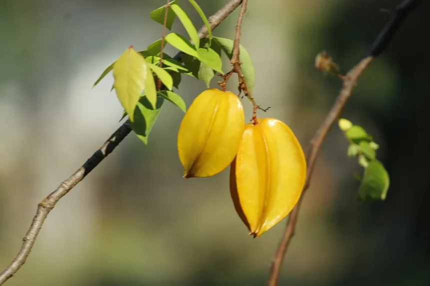 Chathurappuli (Averrhoa carambola) fruit showing its characteristic star-shaped cross-section and glossy yellow skin