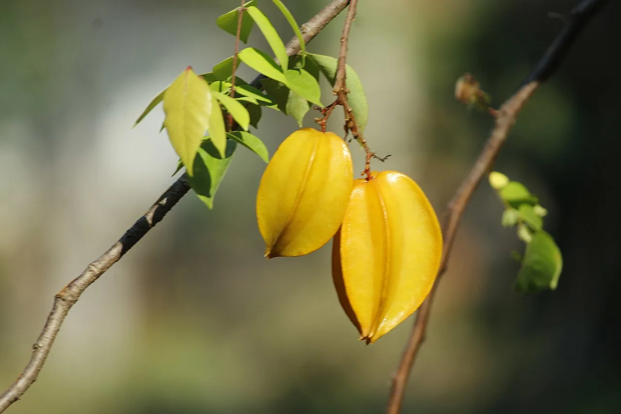 Chathurappuli (Averrhoa carambola) fruit showing its characteristic star-shaped cross-section and glossy yellow skin