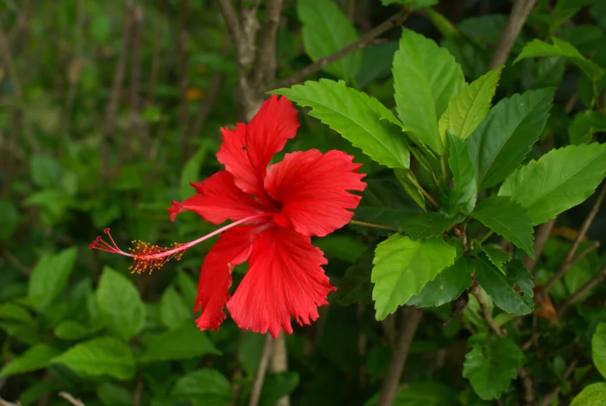 Hibiscus (Chembarathi) red flower used in Ayurveda for herbal hair oil, skin glow, and natural beauty remedies