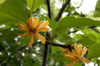chempakapoovu (Magnolia Champaca): The Fragrant Medicinal Tree