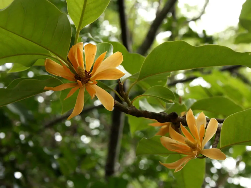 chempakapoovu (Magnolia Champaca): The Fragrant Medicinal Tree