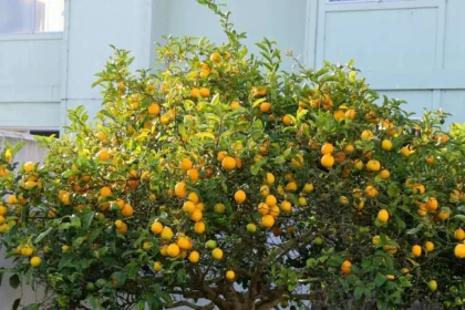 Cherunarakom (Citrus limon) plant with ripe yellow lemons and green leaves, widely used for its medicinal and culinary benefits.