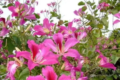 Chuvanna Mantharam (Bauhinia purpurea) blooming flowers used in Ayurveda for health and wellness